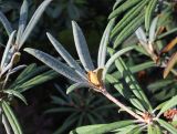 Rhododendron makinoi