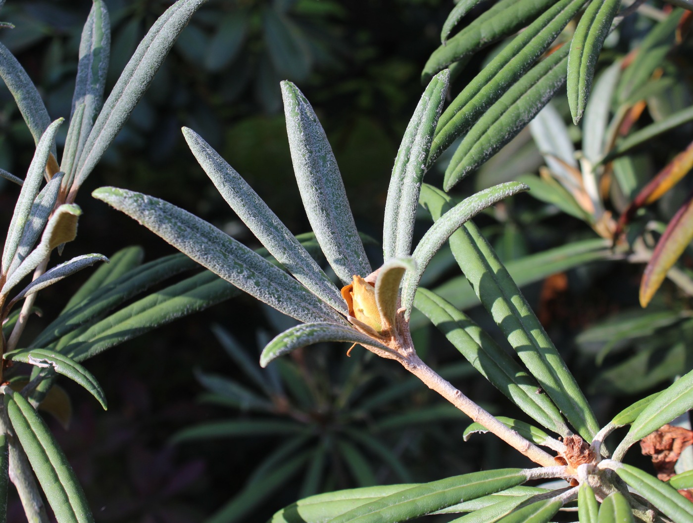 Image of Rhododendron makinoi specimen.