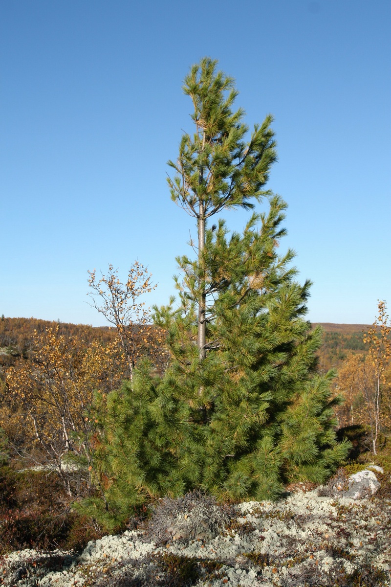 Изображение особи Pinus sibirica.