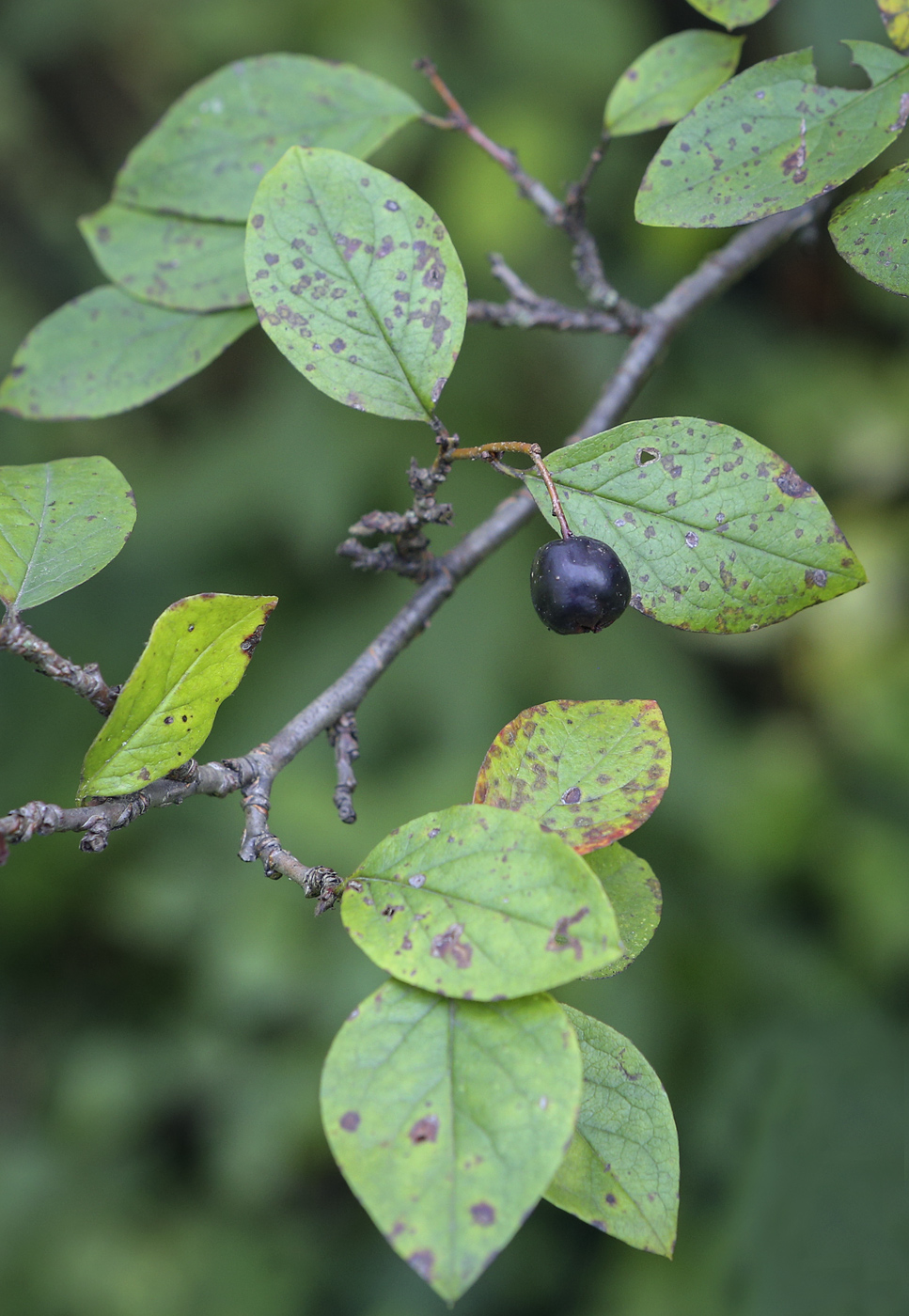 Image of Cotoneaster lucidus specimen.