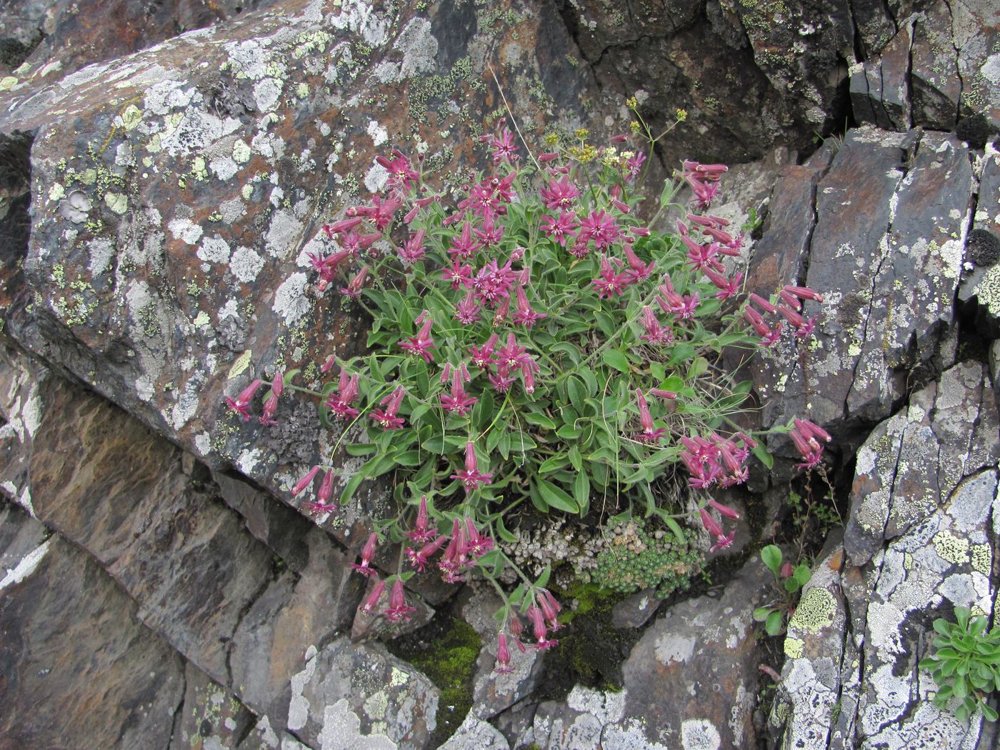 Изображение особи Silene pygmaea.