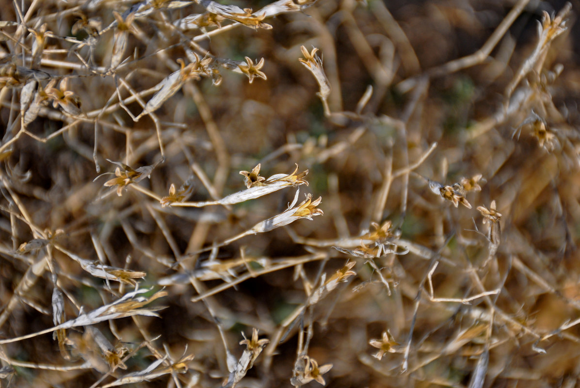 Image of genus Dianthus specimen.