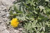 genus Taraxacum. Цветущее растение. Республика Алтай, Улаганский р-н, окр. озера Верхнее Учкёль, обочина дороги. 6 августа 2020 г.