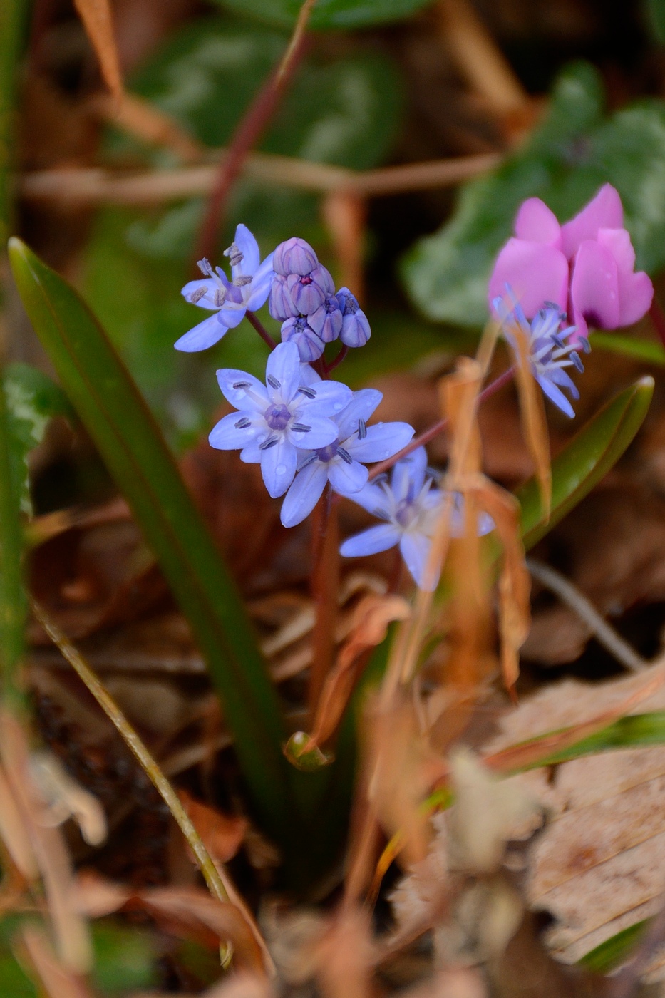 Изображение особи Scilla bifolia.