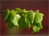 Tilia cordata