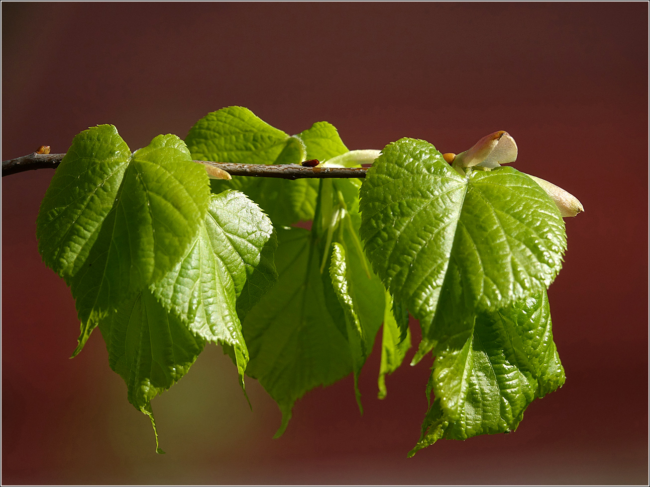 Image of Tilia cordata specimen.