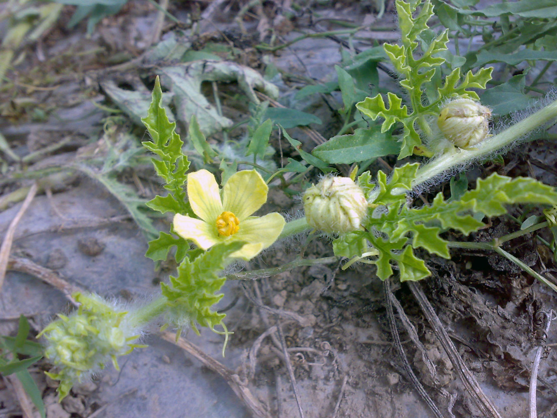 Изображение особи Citrullus lanatus.