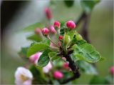 Malus domestica