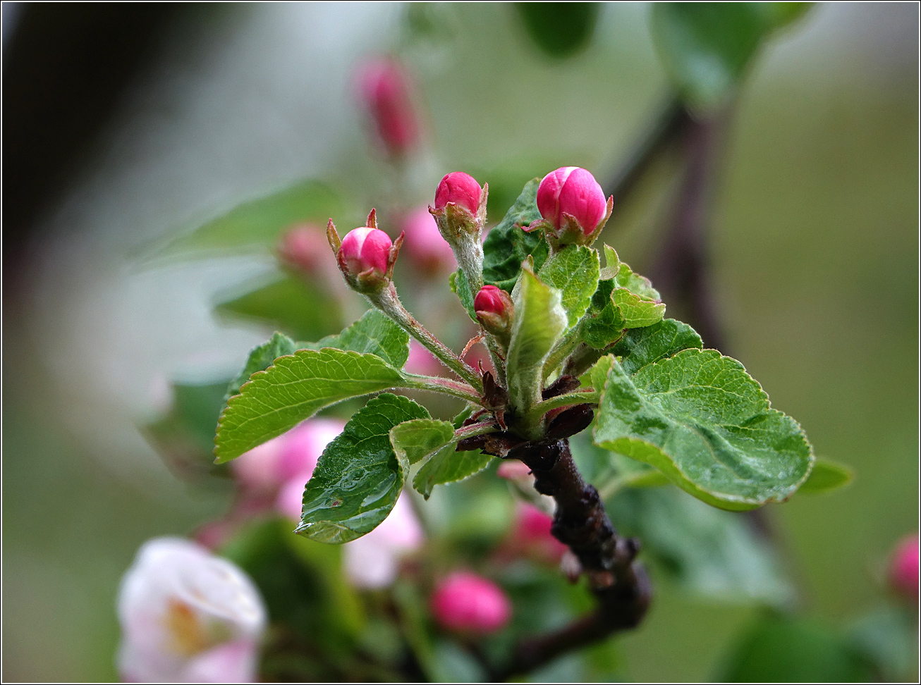 Изображение особи Malus domestica.