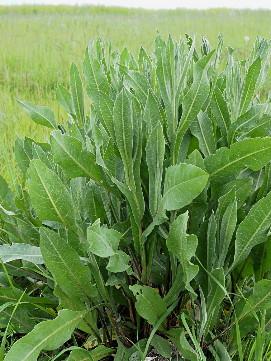 Изображение особи Chartolepis intermedia.