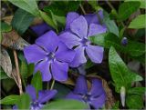 Vinca minor