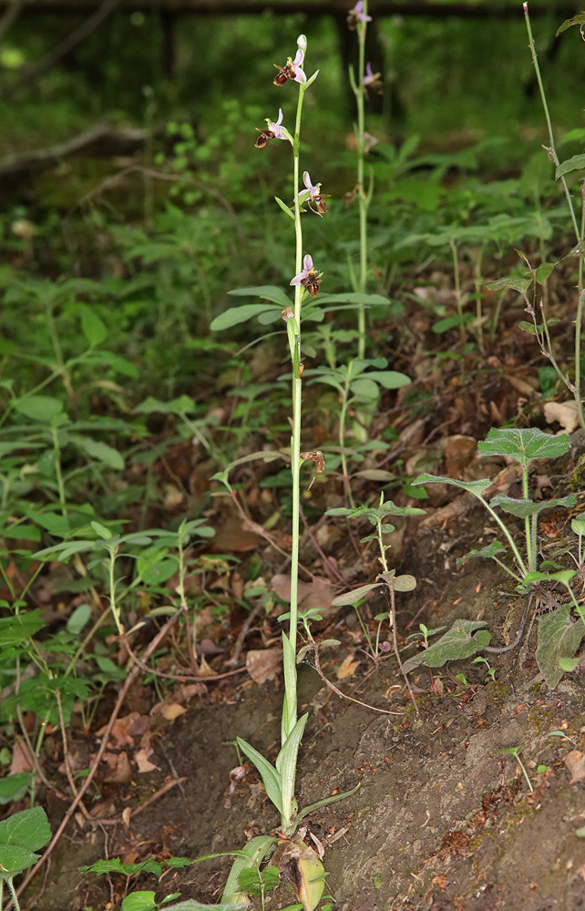 Изображение особи Ophrys oestrifera.