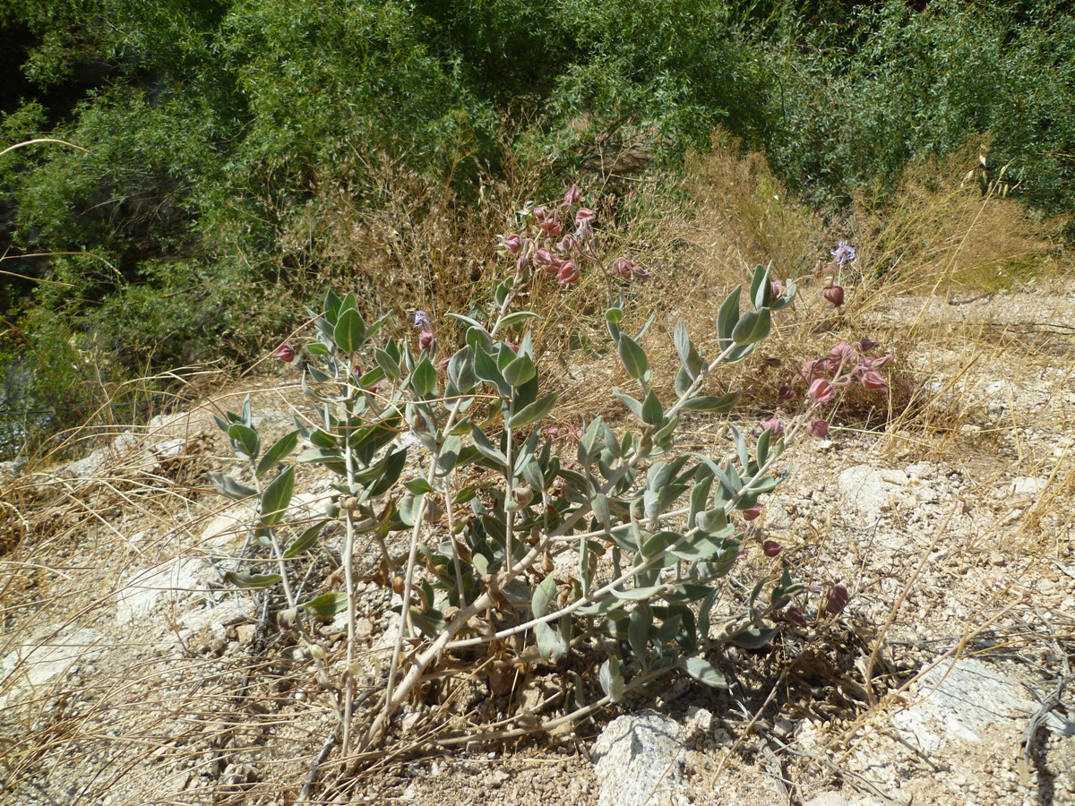 Изображение особи Trichodesma incanum.