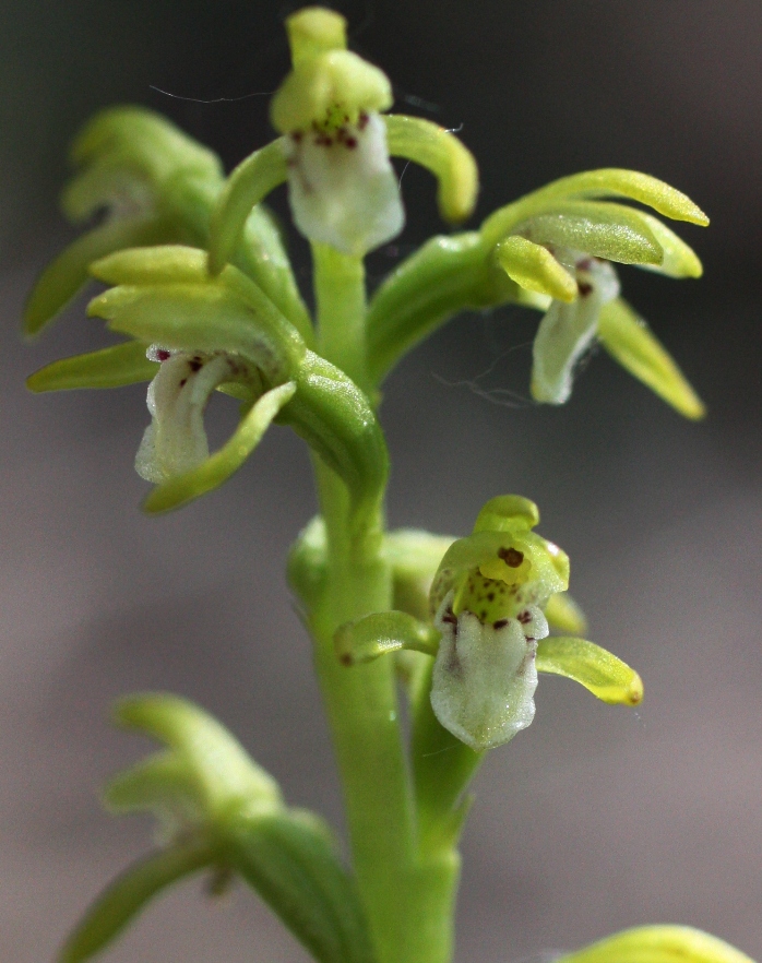 Изображение особи Corallorhiza trifida.