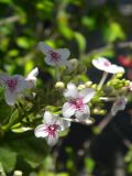 Pseuderanthemum carruthersii. Цветки и бутоны. Таиланд, о-в Пхукет, в озеленении. 27.02.2018.