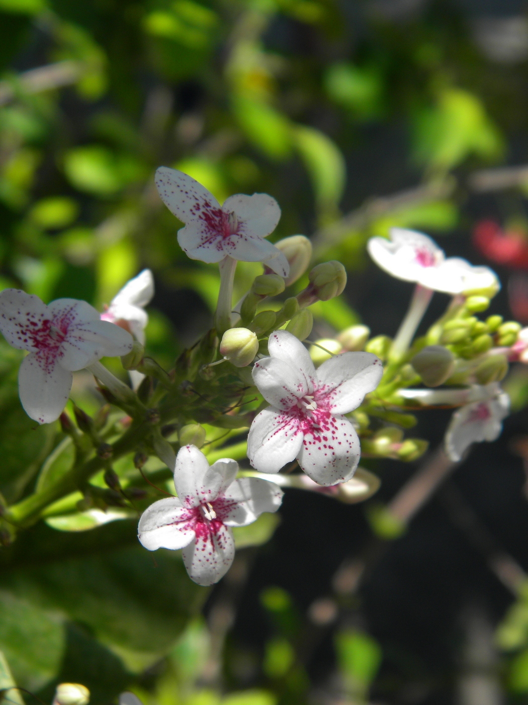 Image of Pseuderanthemum carruthersii specimen.