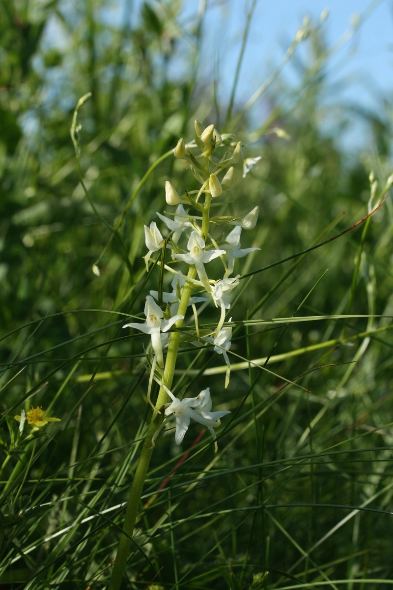 Изображение особи Platanthera bifolia.