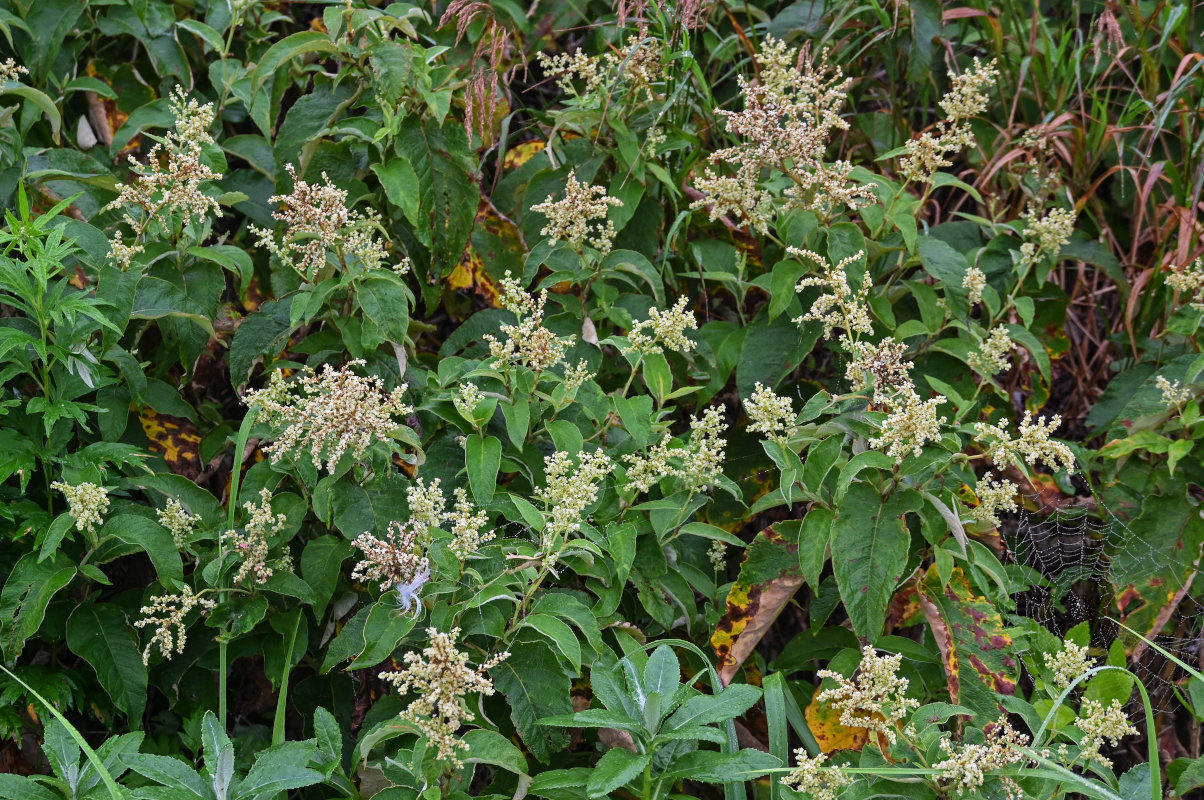 Изображение особи Aconogonon weyrichii.