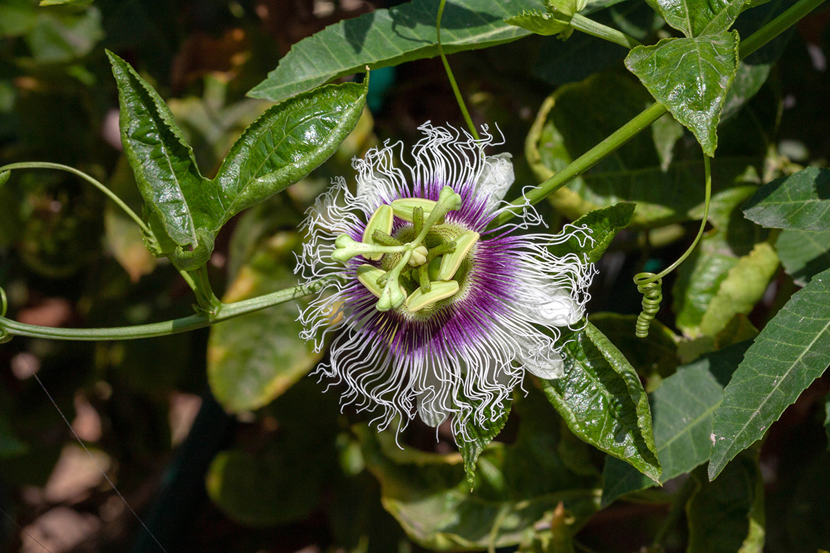 Изображение особи Passiflora edulis.