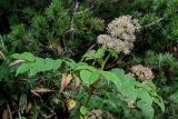 Aralia cordata. Верхушка побега с соплодием. Курильские о-ва, о-в Кунашир, склон вулкана Головнина, ≈ 400 м н.у.м., окраина зарослей Pinus pumila. 20.08.2022.