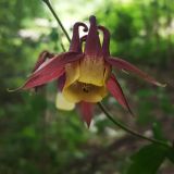 Aquilegia oxysepala