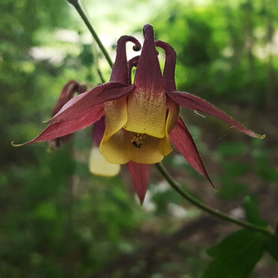 Изображение особи Aquilegia oxysepala.