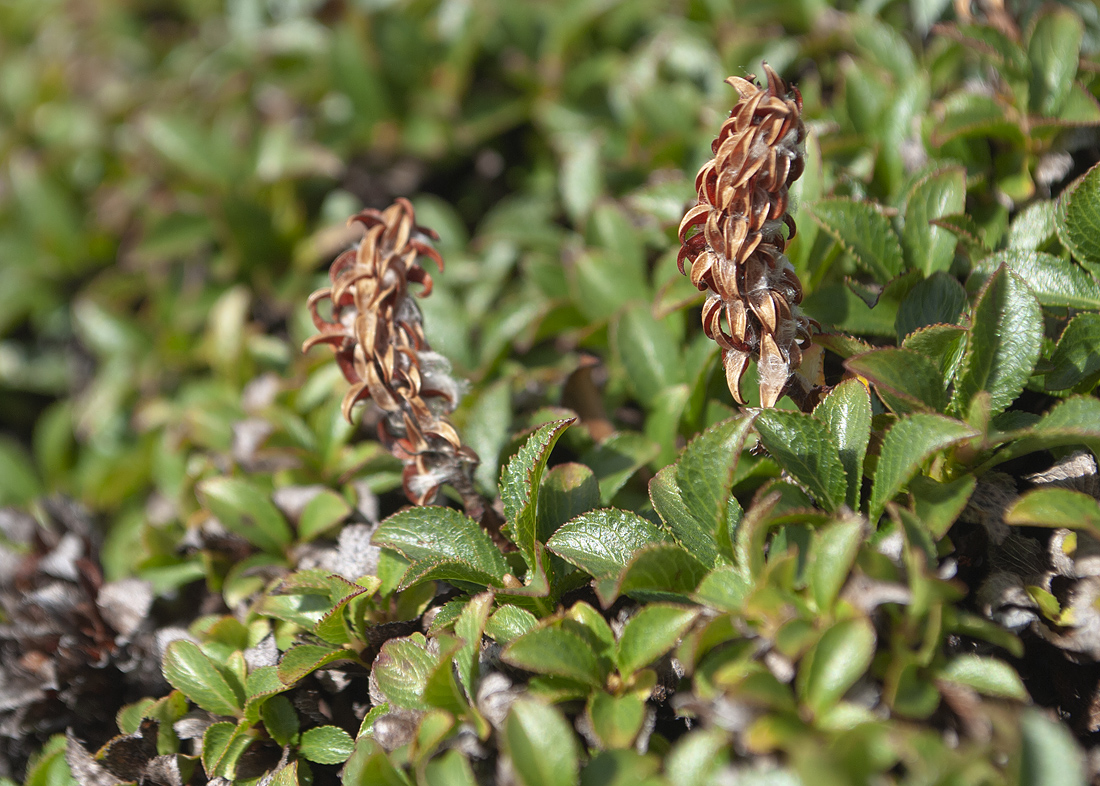 Изображение особи Salix kamtschatica.