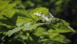 Crataegus chrysocarpa var. rotundifolia