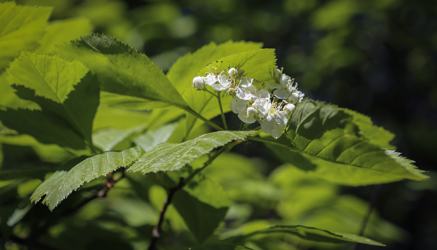 Изображение особи Crataegus chrysocarpa var. rotundifolia.