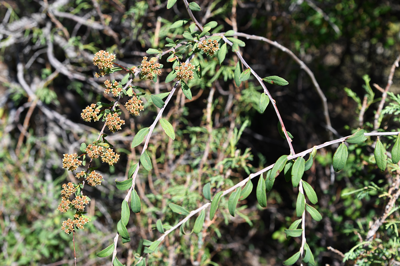 Изображение особи Spiraea lasiocarpa.