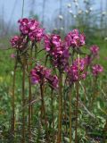 Pedicularis nasuta. Побеги цветущего растения. Магаданская обл., Ольский р-н, руч. Наледный, закустаренный увлажнённый участок. 07.07.2022.