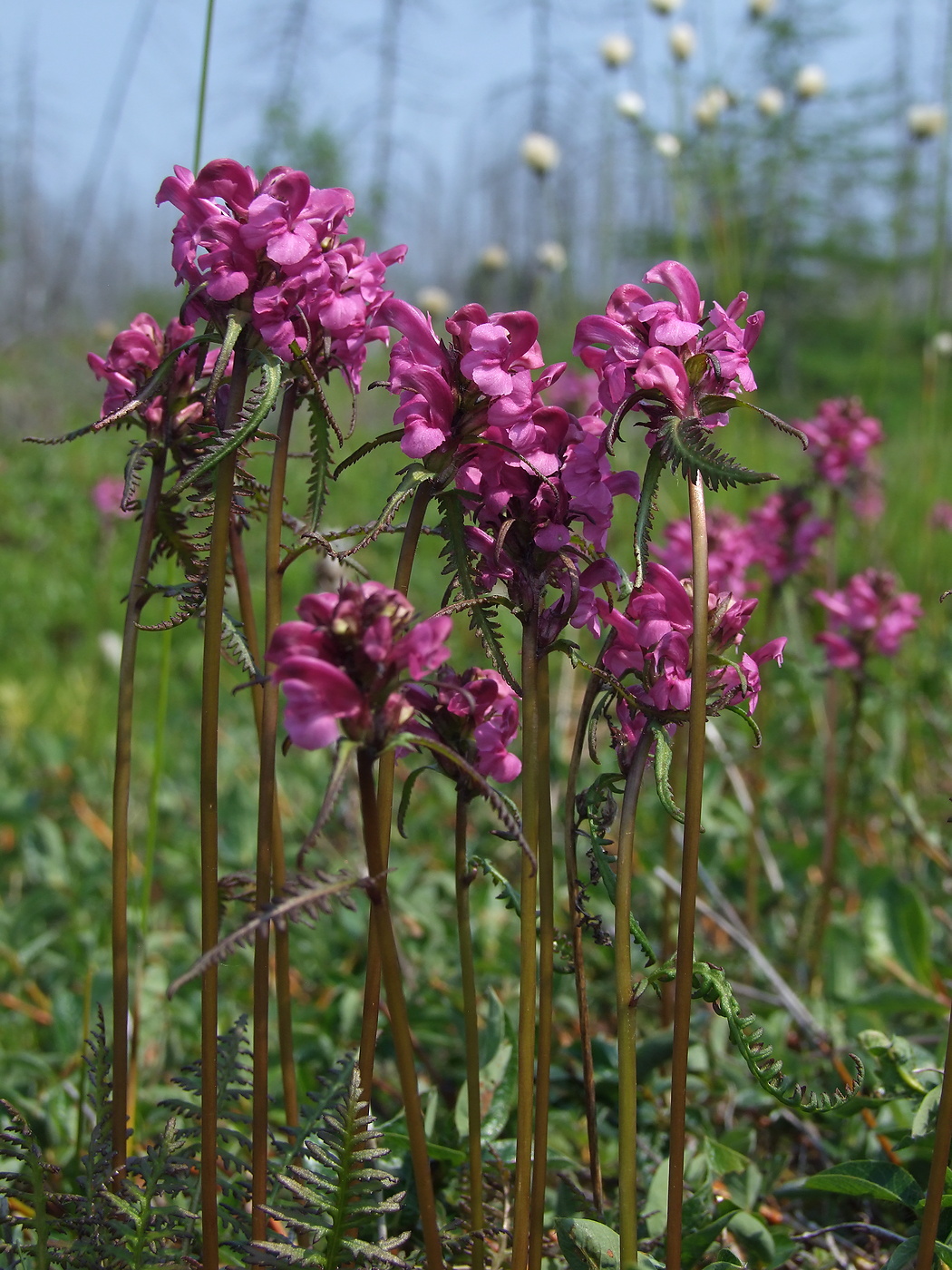 Image of Pedicularis nasuta specimen.