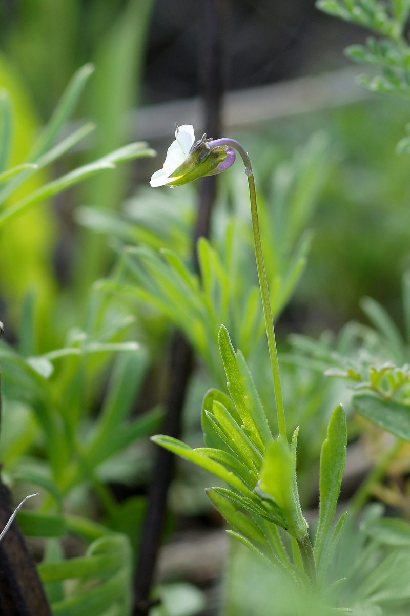 Изображение особи Viola arvensis.