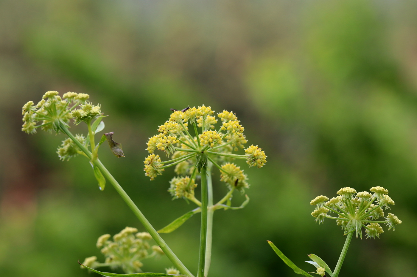 Image of Levisticum officinale specimen.