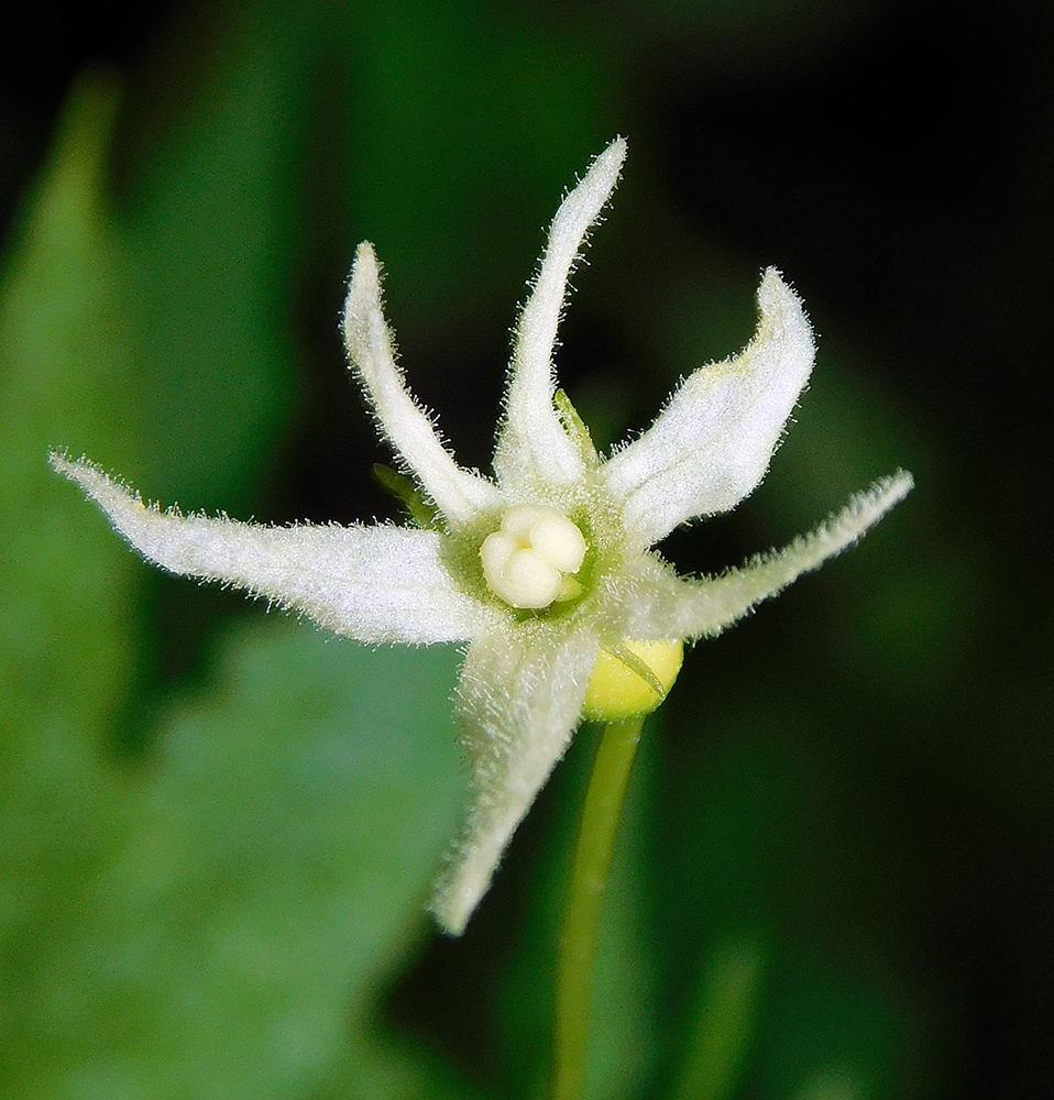 Image of Echinocystis lobata specimen.