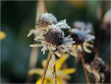 Rudbeckia hirta