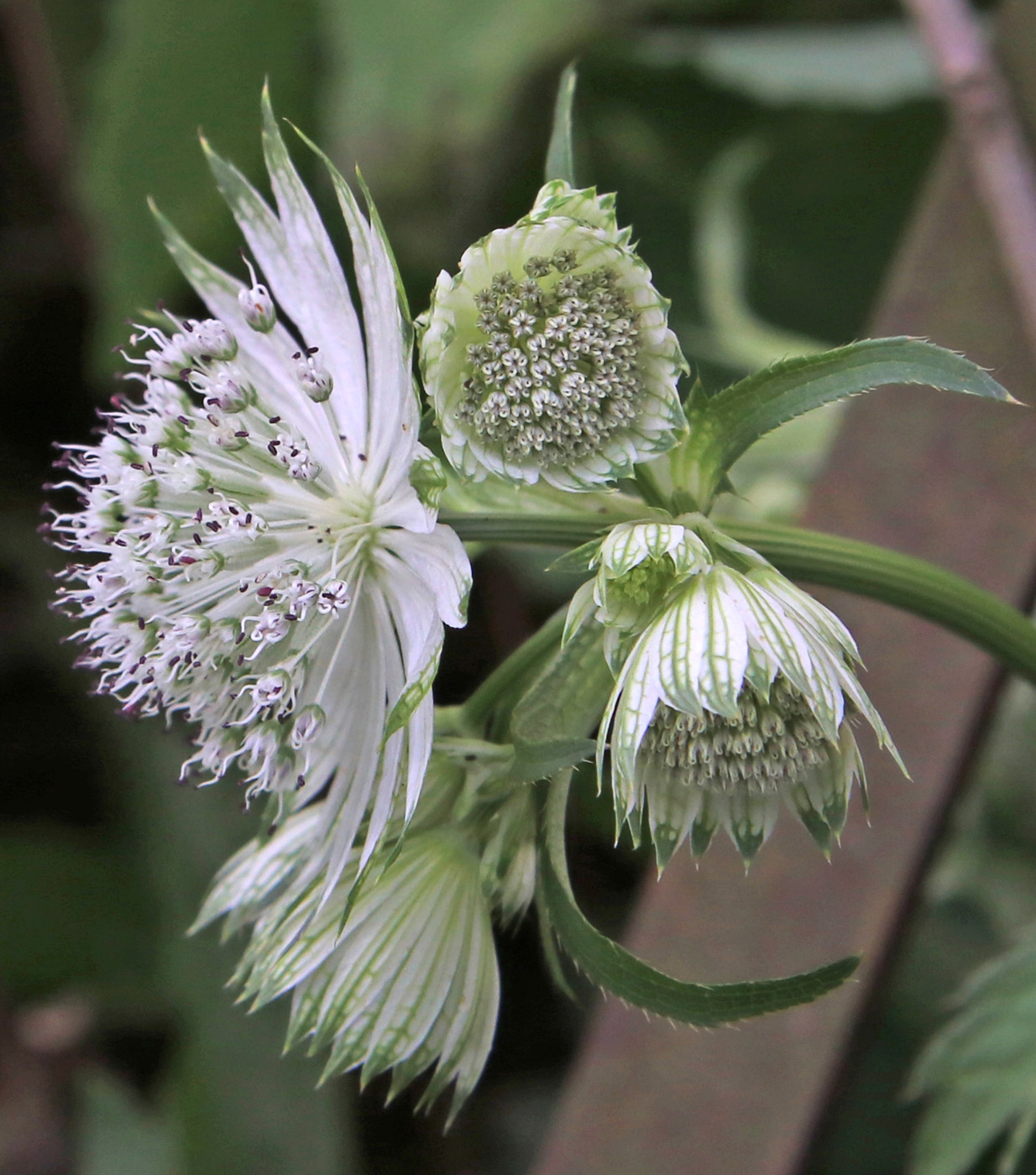 Изображение особи Astrantia major.