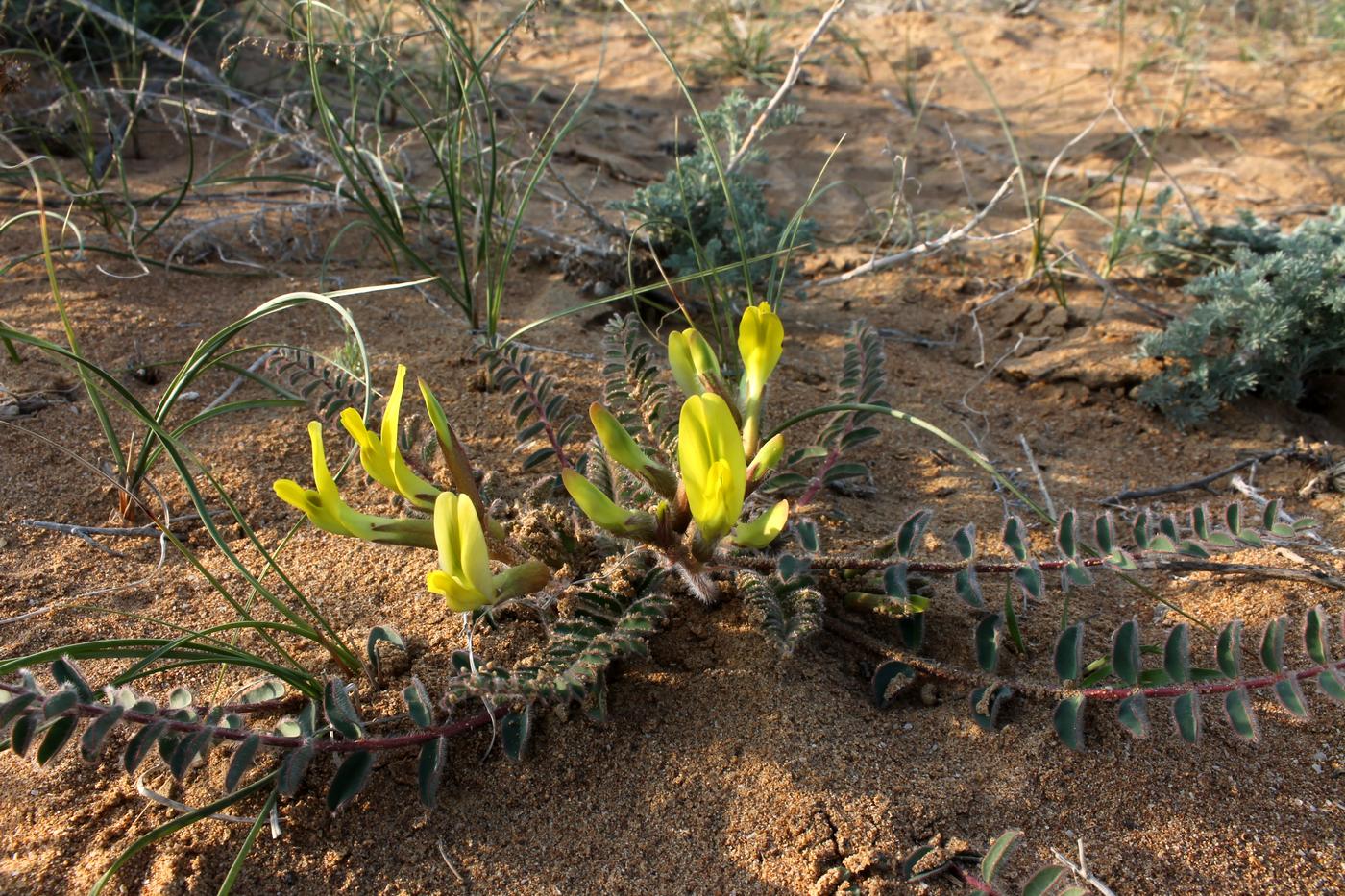 Изображение особи Astragalus longipetalus.