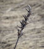 Dracocephalum ruyschiana. Высохшее соплодие прошлого года. Пермский край, Кунгурский р-н, окр. дер. Дейково, окр. ур. Греховская гора, крутой задернованный склон. 15.04.2023.