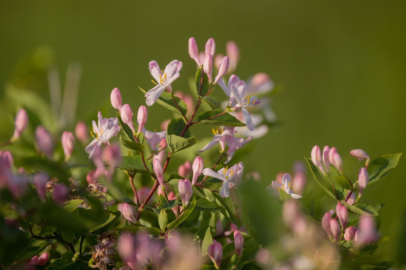 Image of Lonicera tatarica specimen.