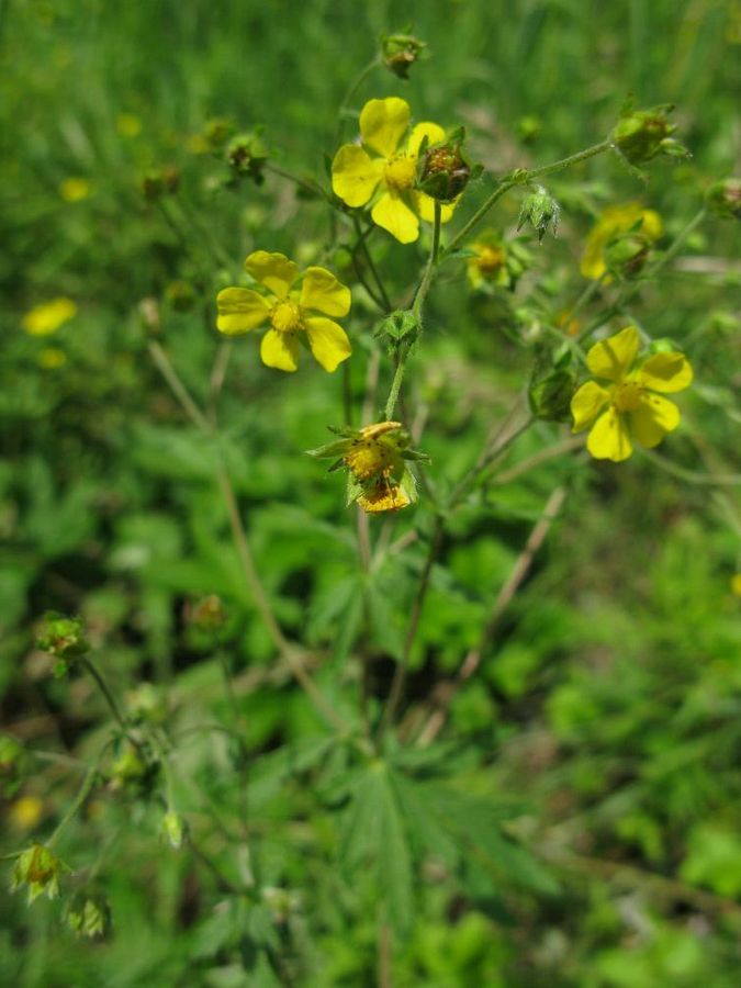 Изображение особи Potentilla chrysantha.