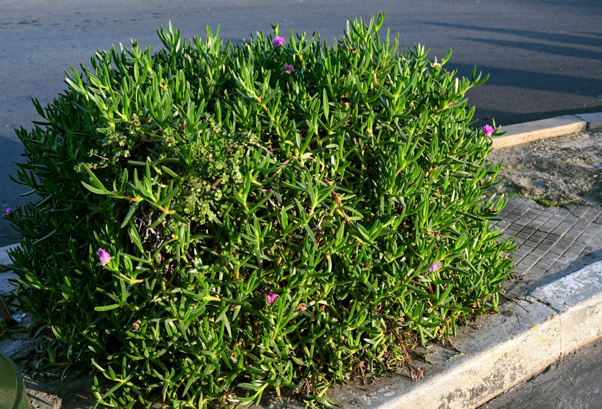 Image of Carpobrotus chilensis specimen.