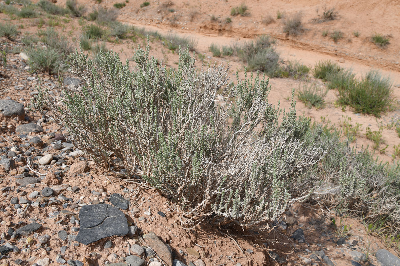 Image of Salsola gemmascens specimen.