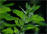 Chenopodium album