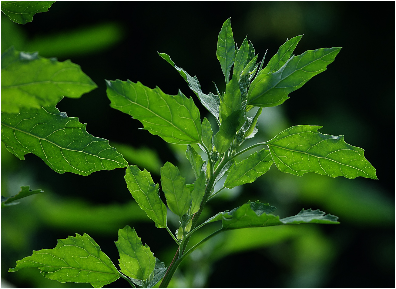 Изображение особи Chenopodium album.