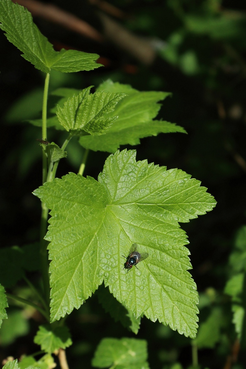 Image of Ribes nigrum specimen.