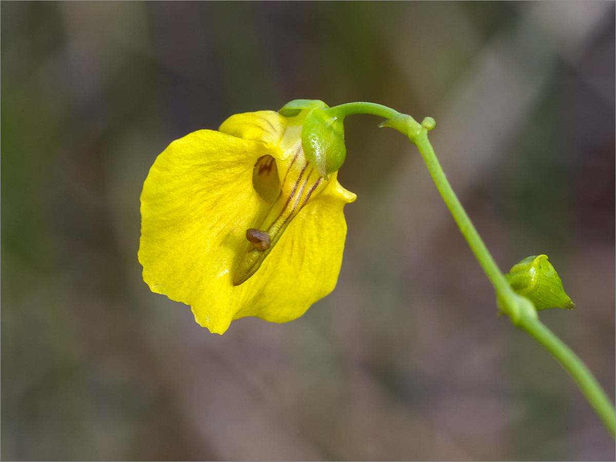 Image of Utricularia intermedia specimen.