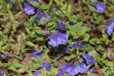 Scutellaria scordiifolia. Верхушка побега с цветками и бутонами. Красноярский край, г. Красноярск, о. Татышев, обочина дороги. 23.08.2023.