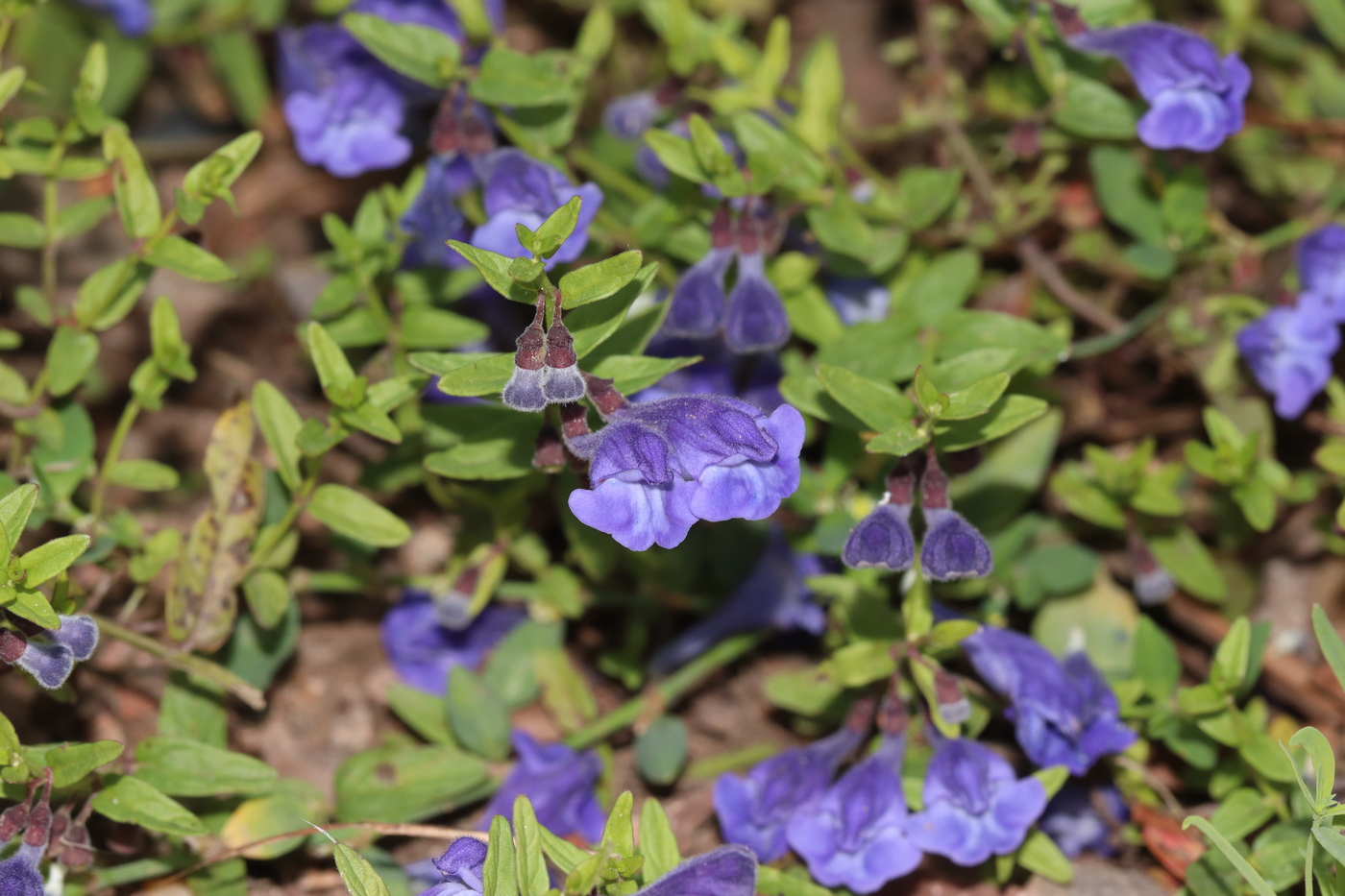 Image of Scutellaria scordiifolia specimen.