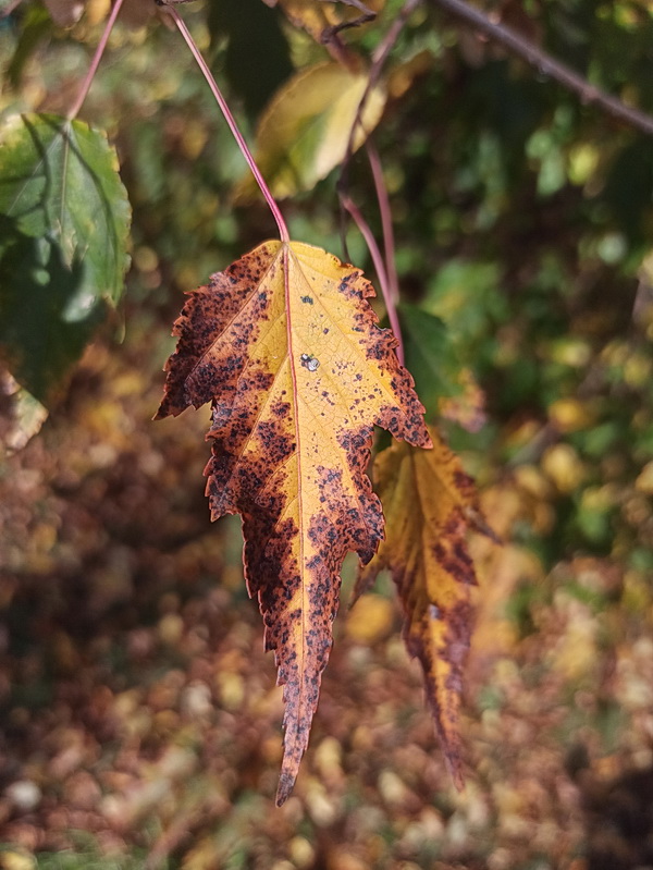 Image of Acer ginnala specimen.